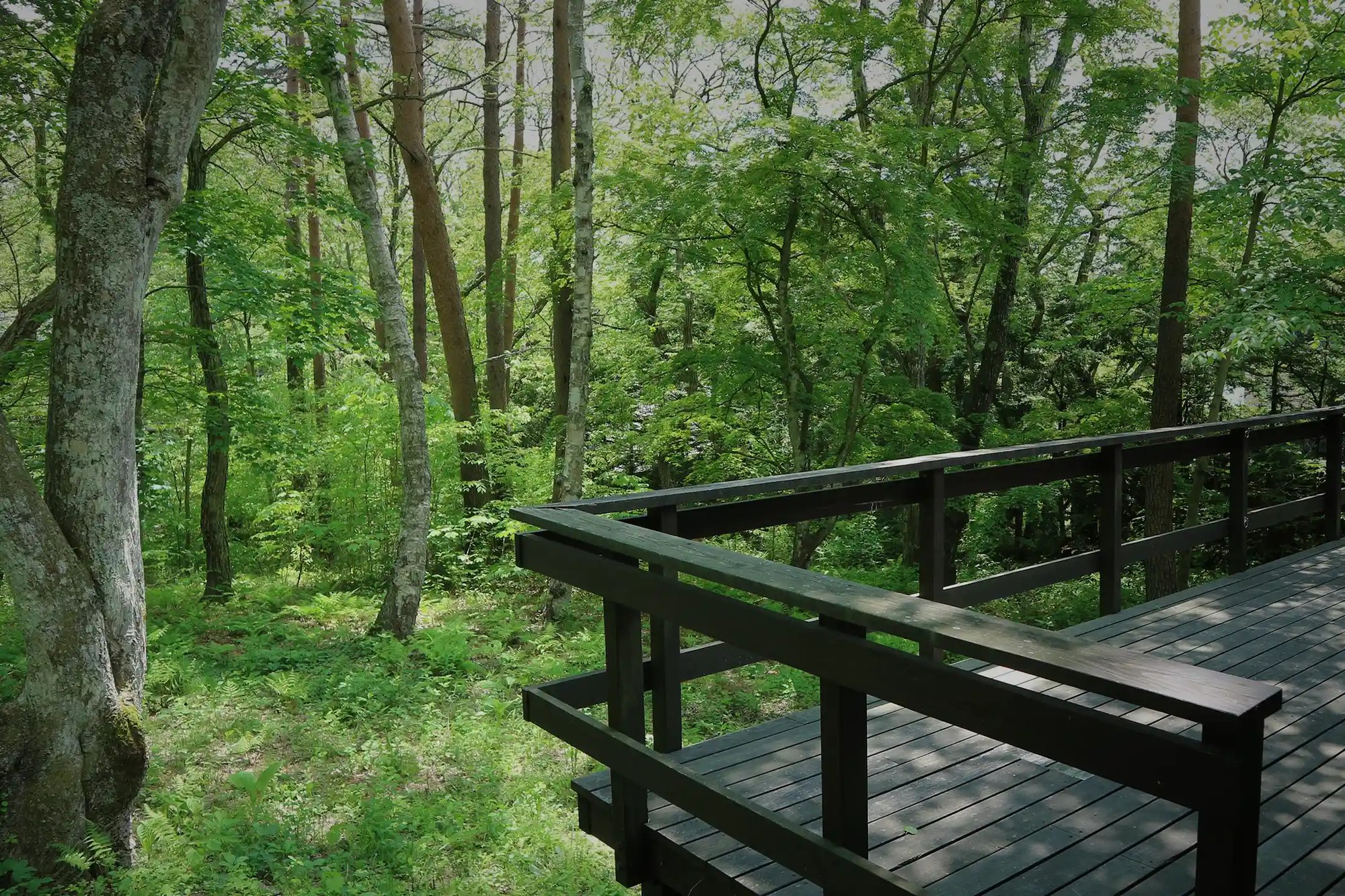 Into the woods