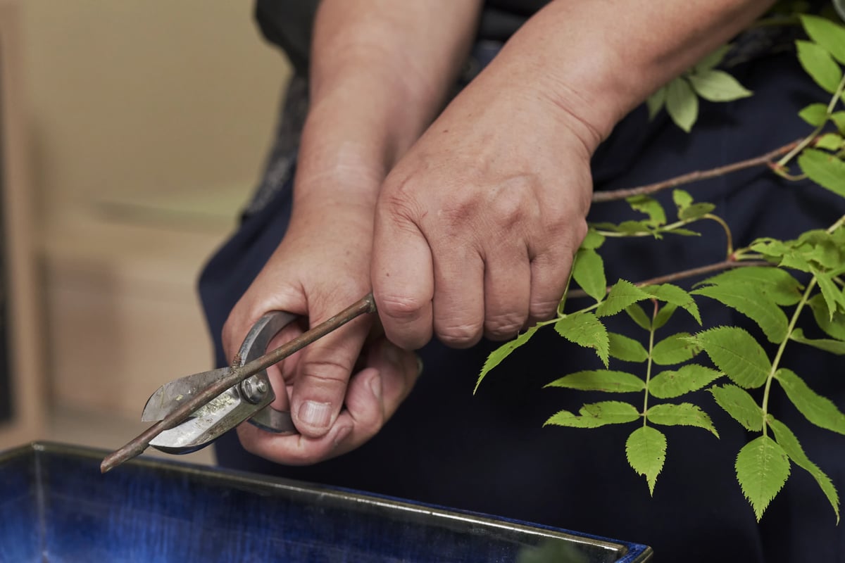 Shears biting into a branch