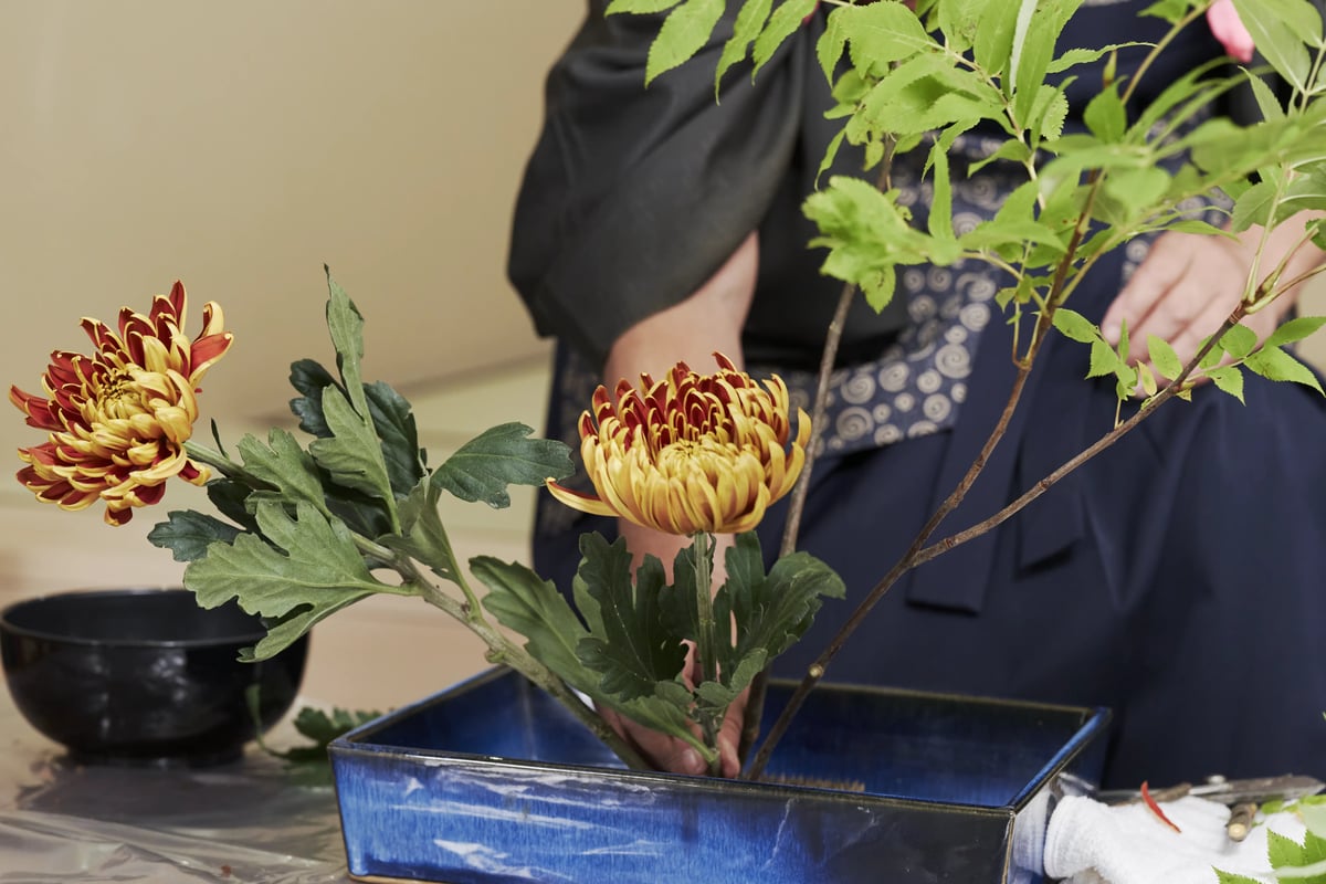 The arrangement taking shape in its shallow basin