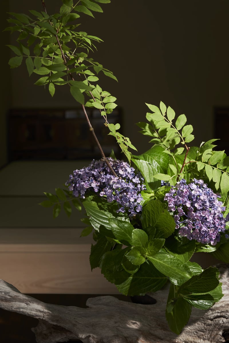 Hydrangea arranged on driftwood