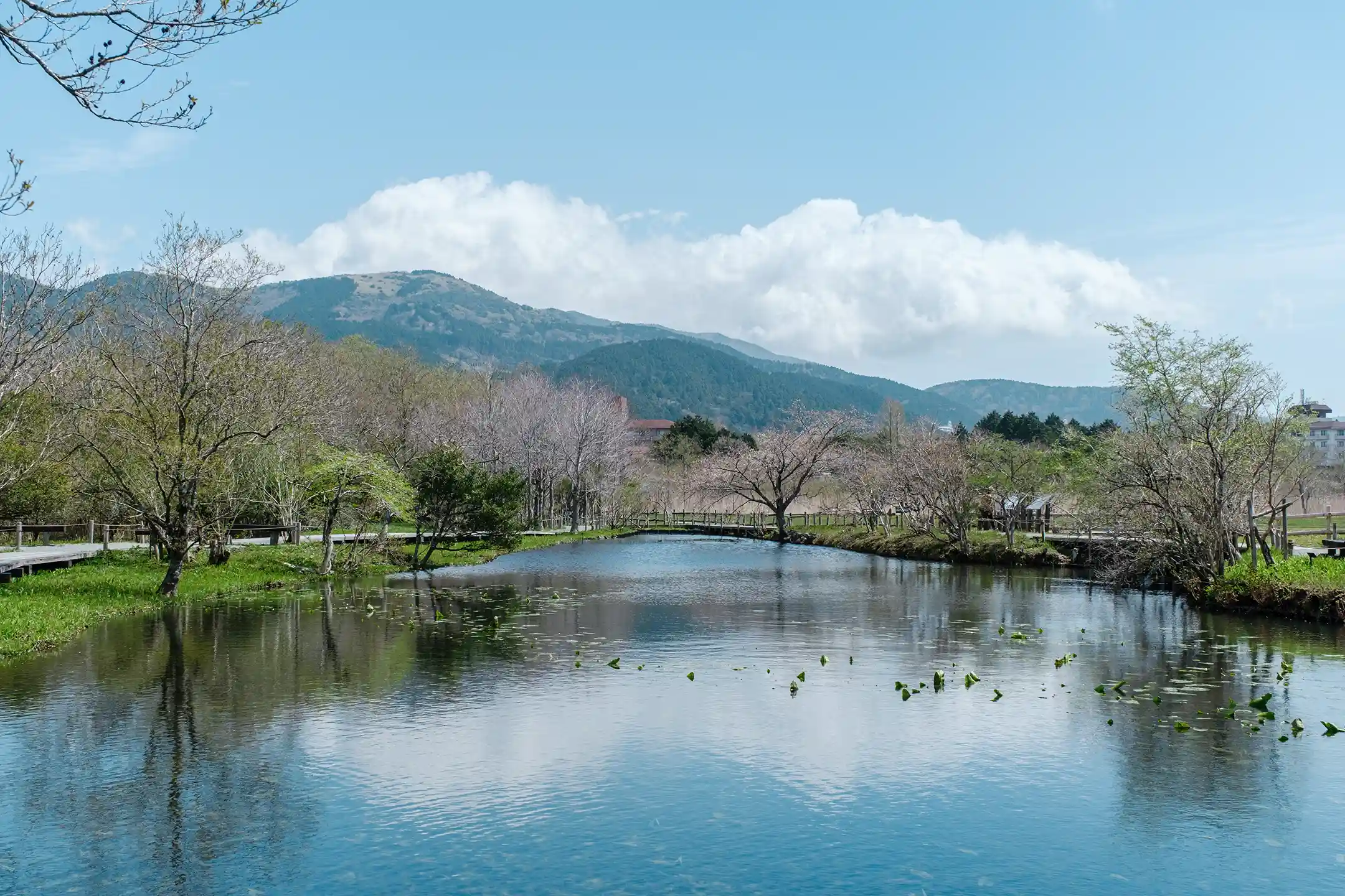 Spring on the Hakone plateau