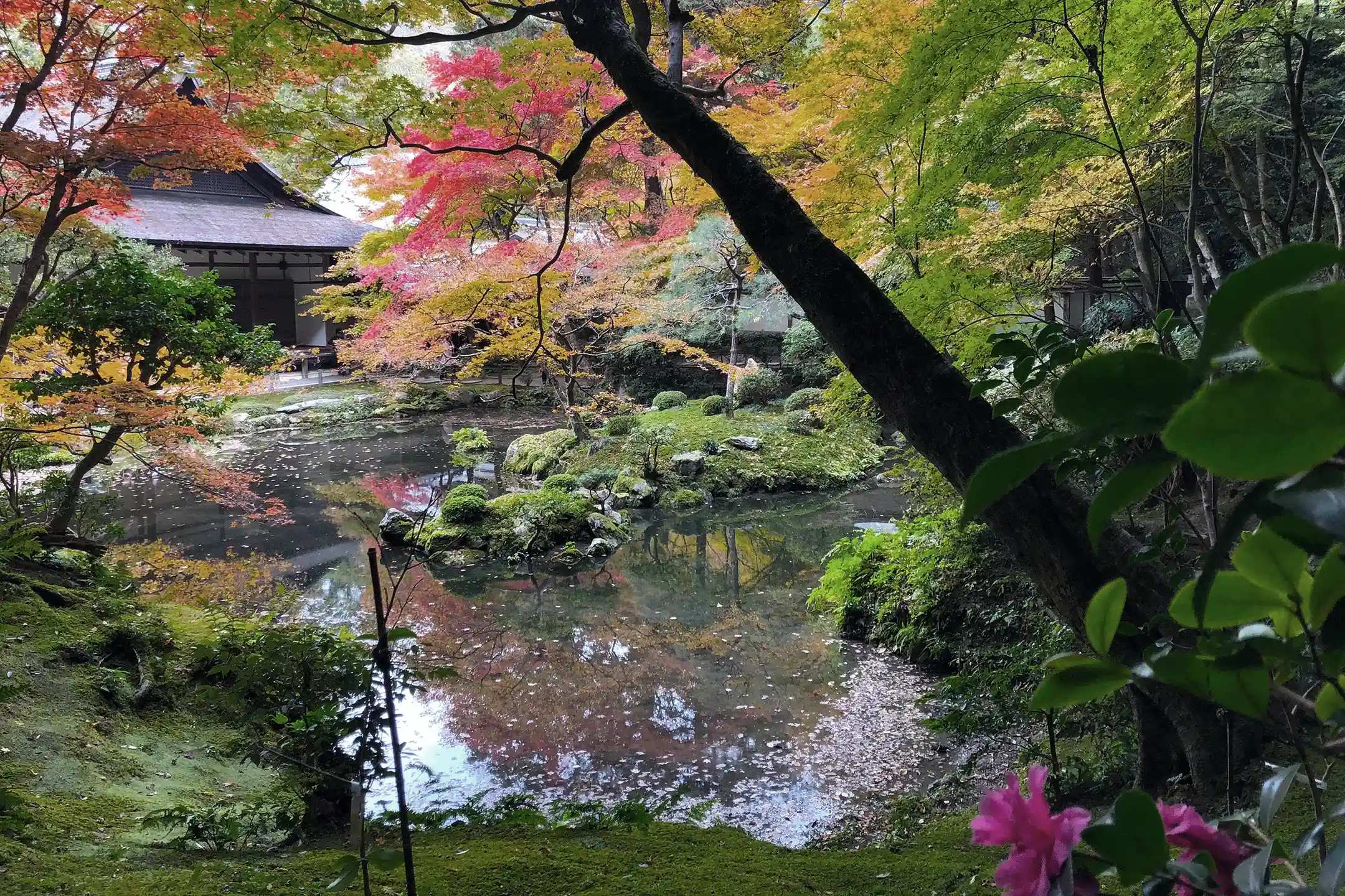 Autumn leaves in the garden of a Kyoto sub-temple