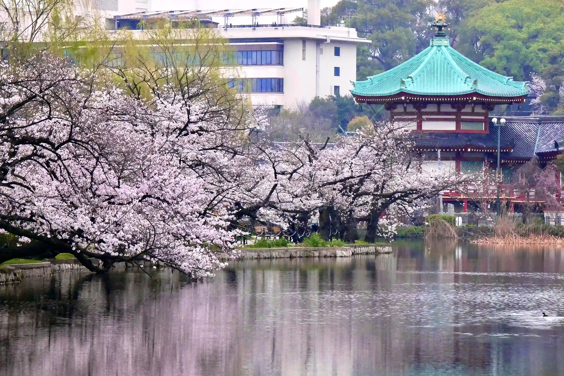 Tokyo Travel Guide | A Quiet Trip to Tokyo Through Art and Architecture