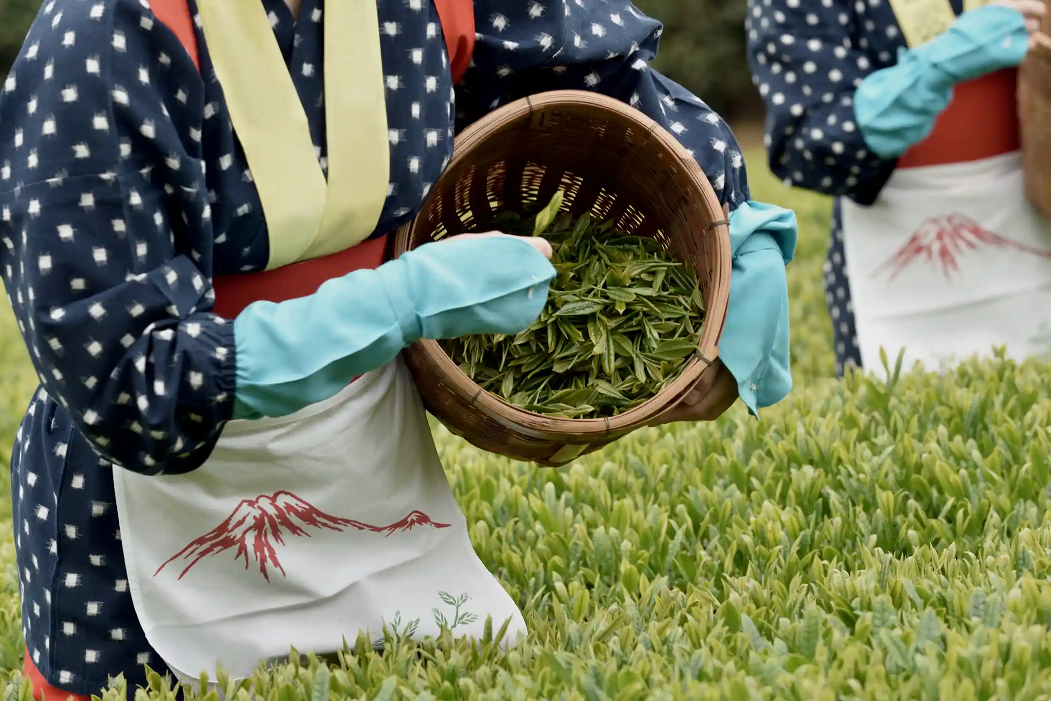 Picking new growth from a tea bush