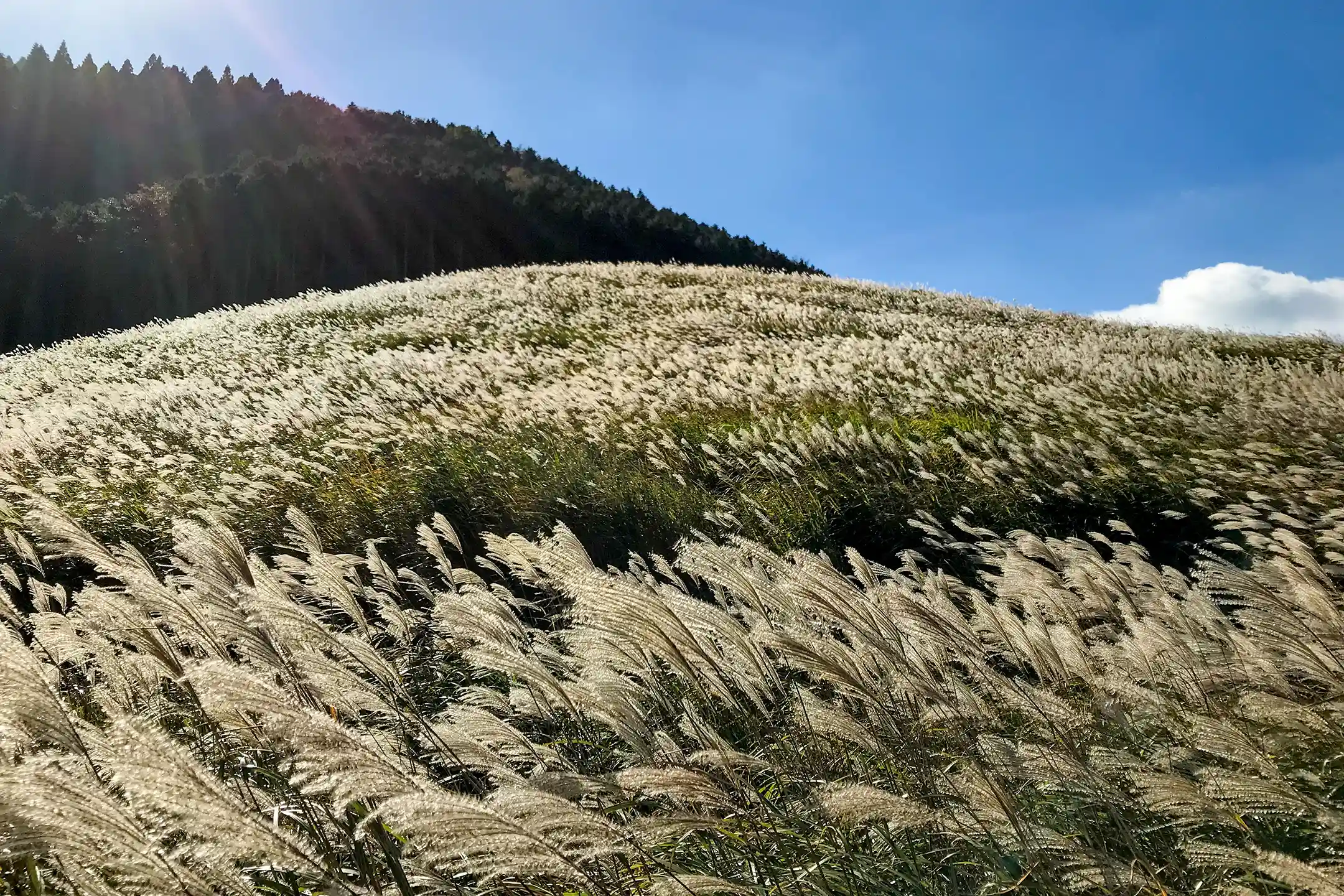 Sengokuhara pampas grass field, Hakone