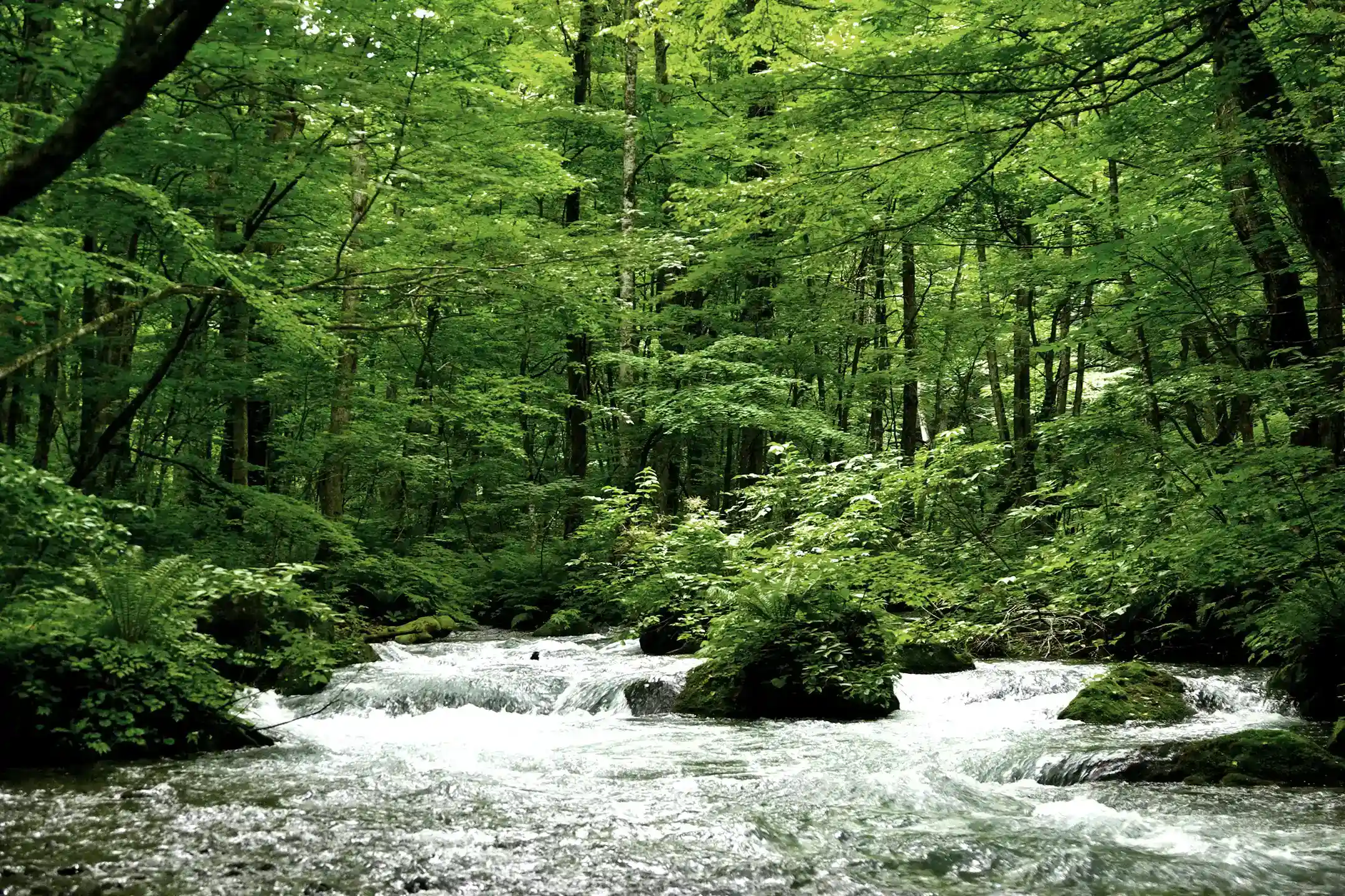 Oirase Gorge Travel Guide｜Highlights・Best Time to Visit・Access・Sample Itineraries・Wellness Stay