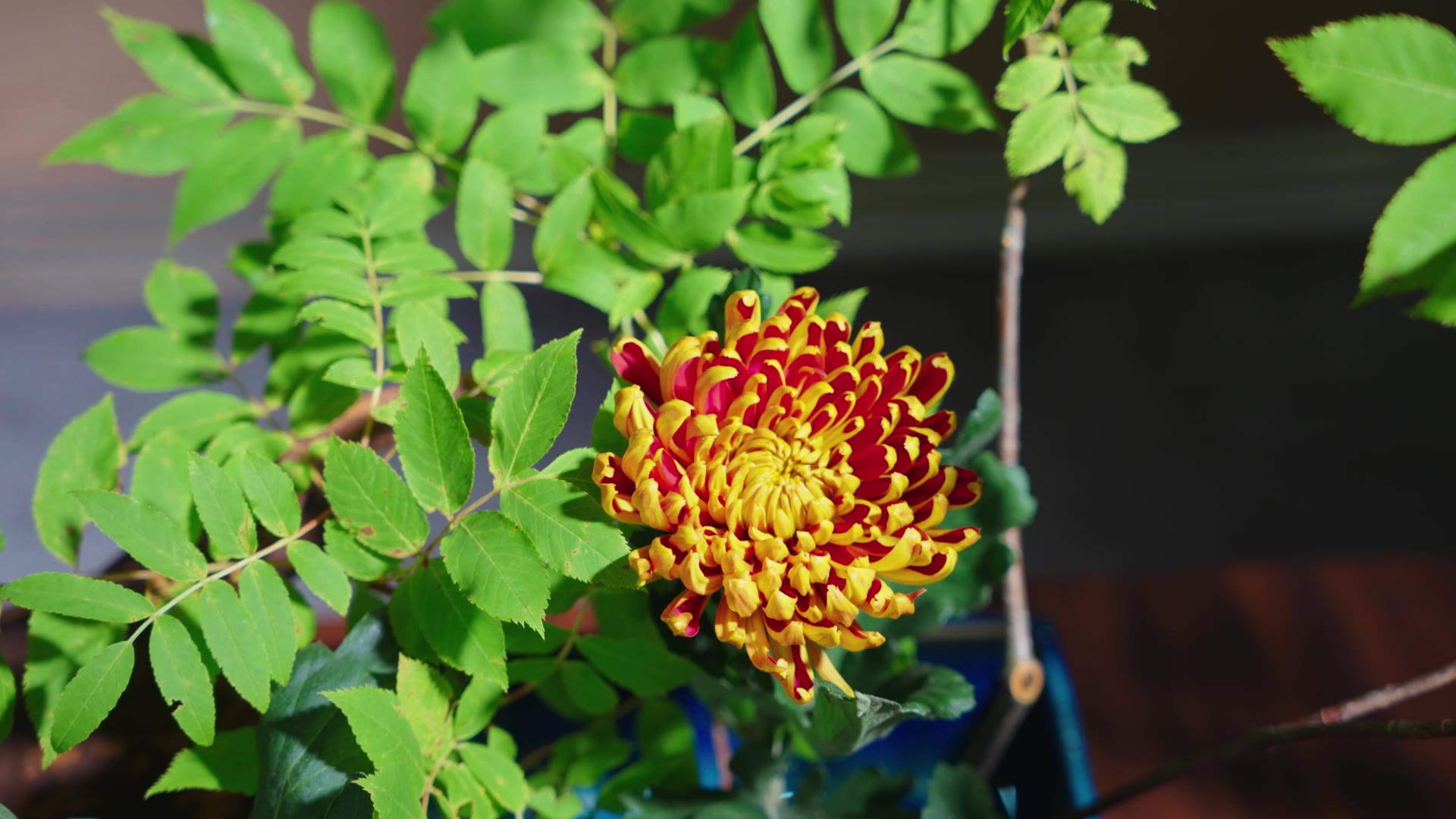 A chrysanthemum set into an arrangement