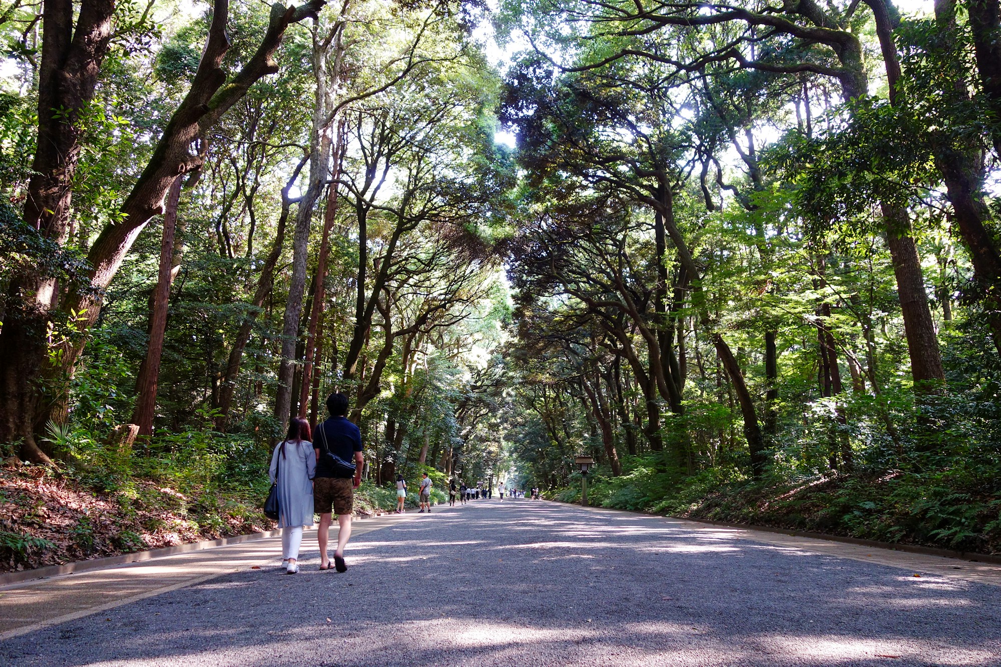 Shinrin-Yoku: What Forest Bathing Really Means in Japan